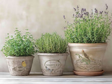 Load image into Gallery viewer, By Any Other Name Transfer™ by IOD (Pad of 8 - 8"x12" sheets)