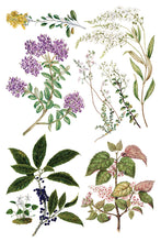 Load image into Gallery viewer, Sarah Featon's Botanicals IOD Transfer 8"x12" Pad (8 Sheets)