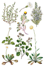 Load image into Gallery viewer, Sarah Featon's Botanicals IOD Transfer 8"x12" Pad (8 Sheets)