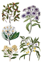 Load image into Gallery viewer, Sarah Featon's Botanicals IOD Transfer 8"x12" Pad (8 Sheets)