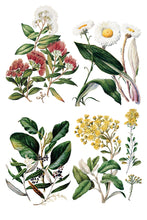 Load image into Gallery viewer, Sarah Featon's Botanicals IOD Transfer 8"x12" Pad (8 Sheets)
