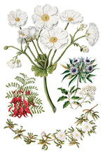Load image into Gallery viewer, Sarah Featon's Botanicals IOD Transfer 8"x12" Pad (8 Sheets)