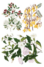 Load image into Gallery viewer, Sarah Featon's Botanicals IOD Transfer 8"x12" Pad (8 Sheets)