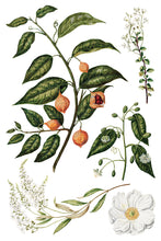 Load image into Gallery viewer, Sarah Featon's Botanicals IOD Transfer 8"x12" Pad (8 Sheets)