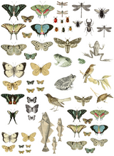 Load image into Gallery viewer, Iron Orchid Designs Entomology Etcetera Decor Transfer (pad of 4 - 12"x16" sheets)
