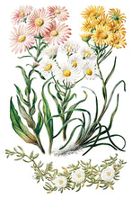 Load image into Gallery viewer, Sarah Featon&#39;s Botanicals IOD Transfer 8&quot;x12&quot; Pad (8 Sheets)
