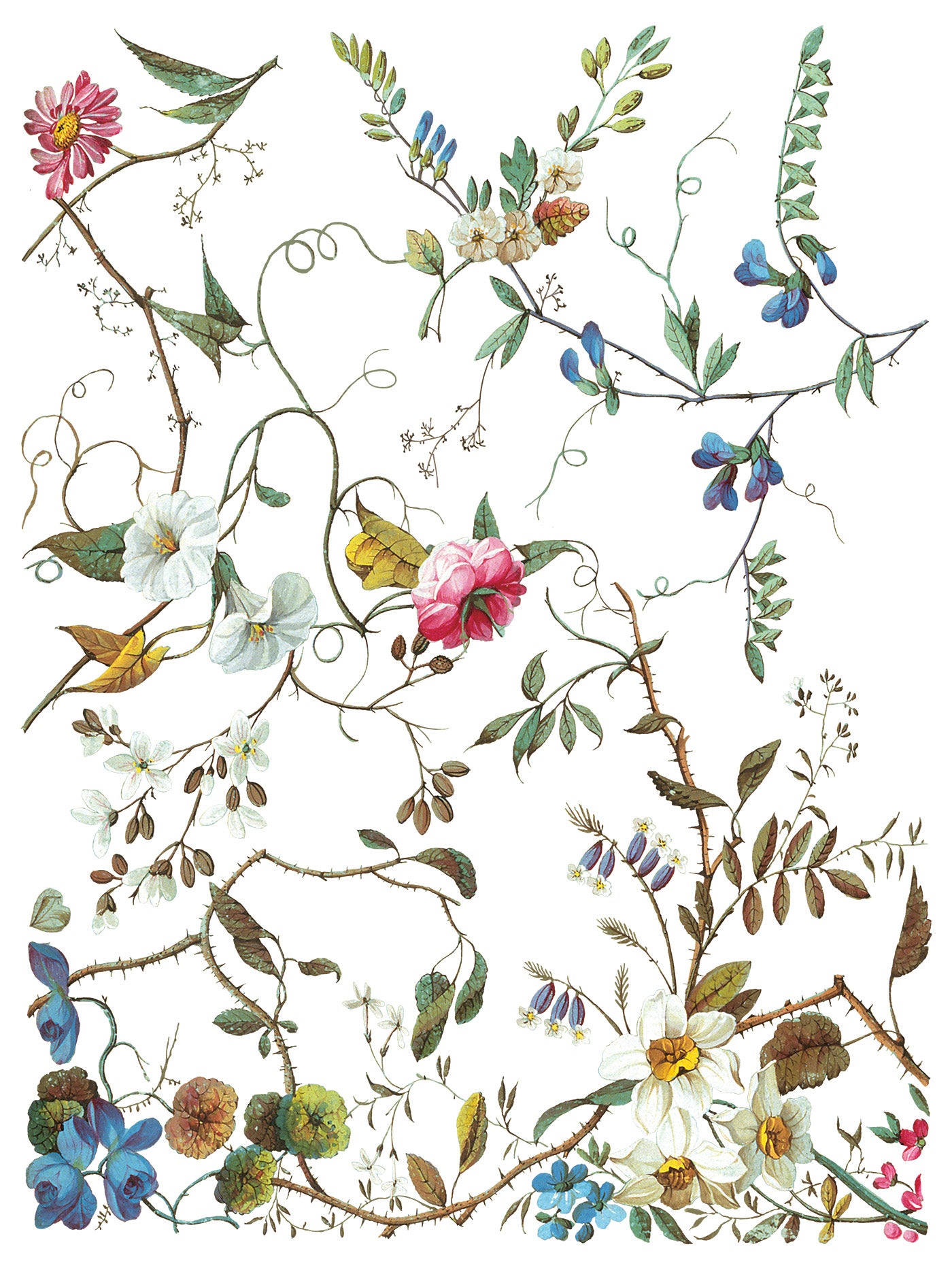 Lost Garden Transfer™ by IOD (Pad of 8 - 12