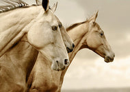 Sepia Horses - Mint by Michelle Decoupage Paper