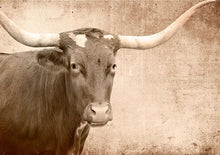 Load image into Gallery viewer, Texas Longhorn - Mint by Michelle Decoupage Paper
