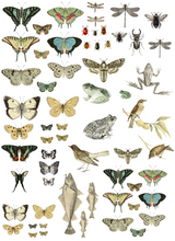 Load image into Gallery viewer, Iron Orchid Designs Entomology Etcetera Decor Transfer (pad of 4 - 12&quot;x16&quot; sheets)
